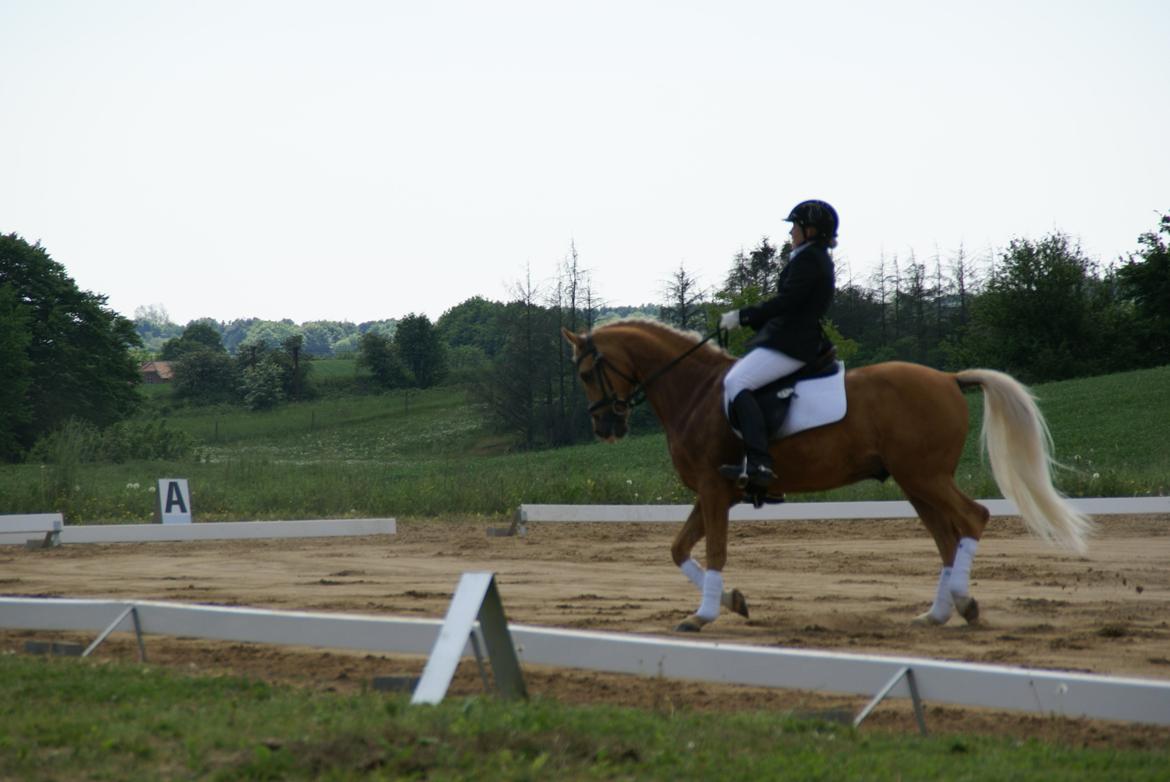Højfyns Rideklub  Pinsen 2012 billede 67