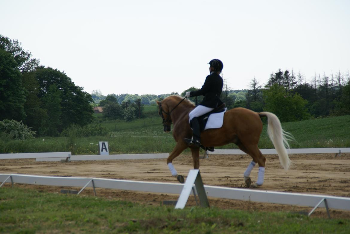 Højfyns Rideklub  Pinsen 2012 billede 68