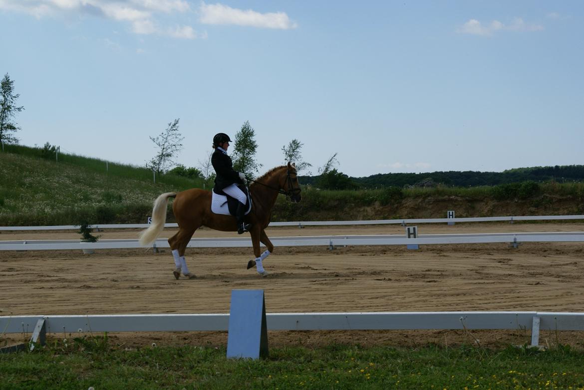 Højfyns Rideklub  Pinsen 2012 billede 84