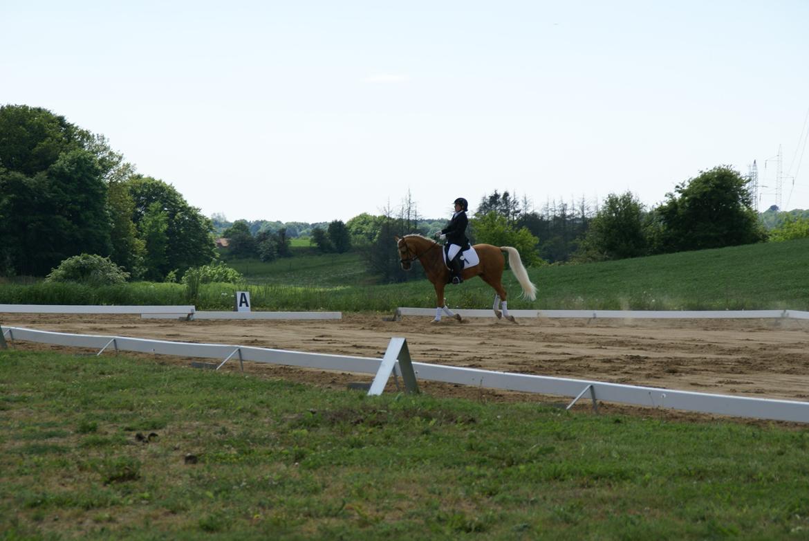 Højfyns Rideklub  Pinsen 2012 billede 103