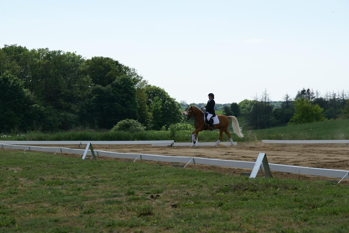 Højfyns Rideklub  Pinsen 2012 billede 105