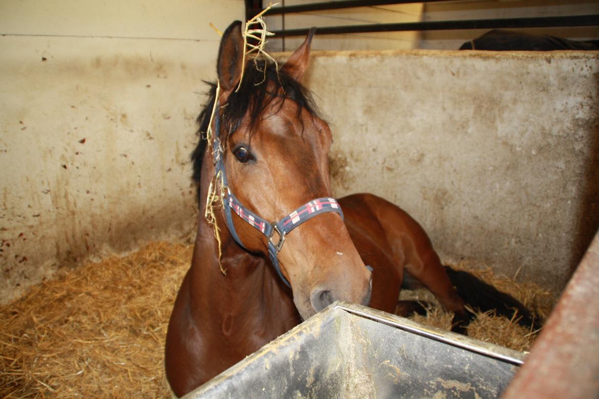 Tømmerup Sportsrideklub billede 1