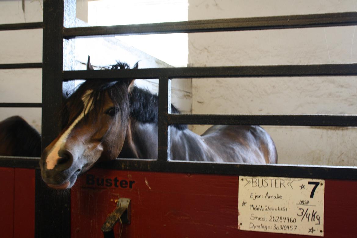 Tømmerup Sportsrideklub billede 2