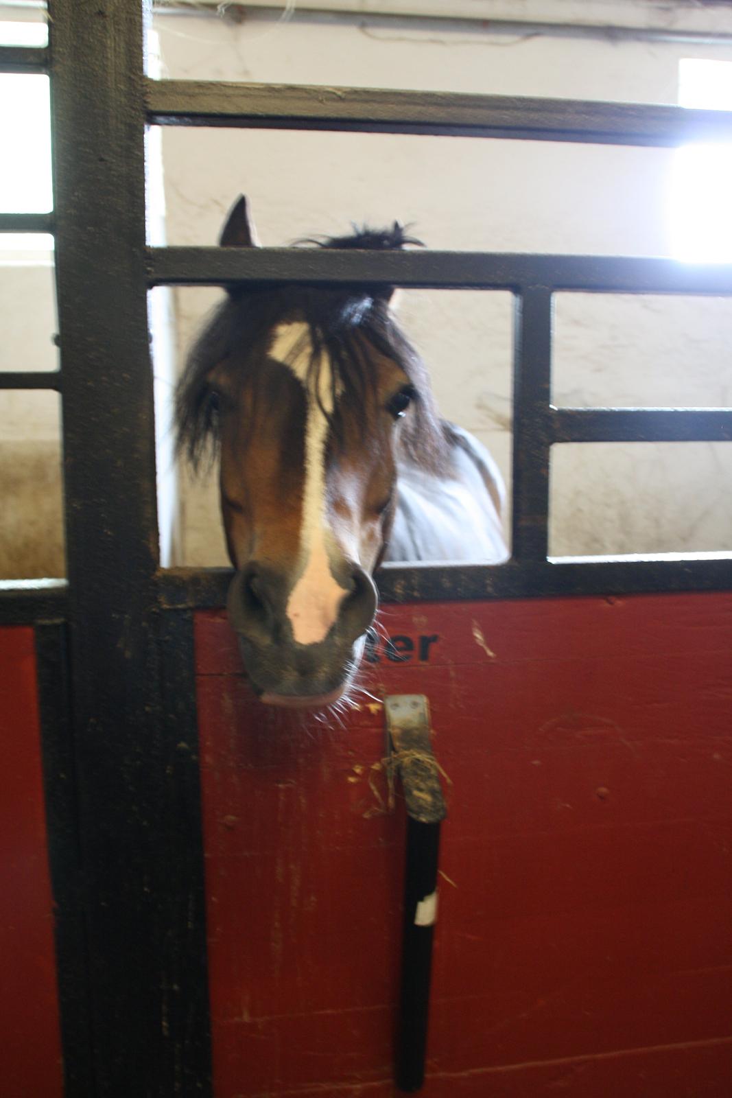 Tømmerup Sportsrideklub billede 3