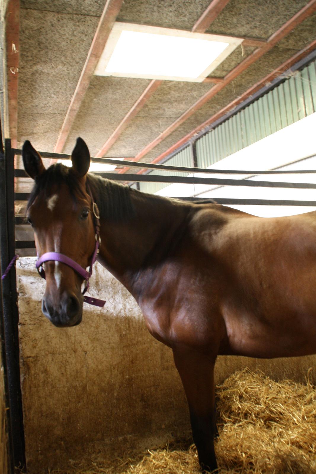 Tømmerup Sportsrideklub billede 4