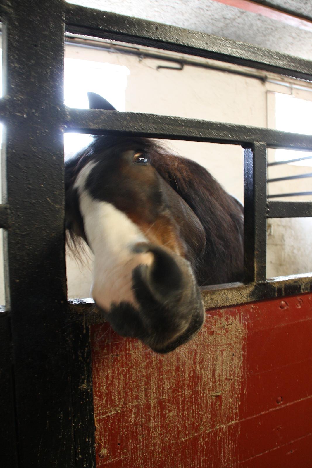 Tømmerup Sportsrideklub billede 5