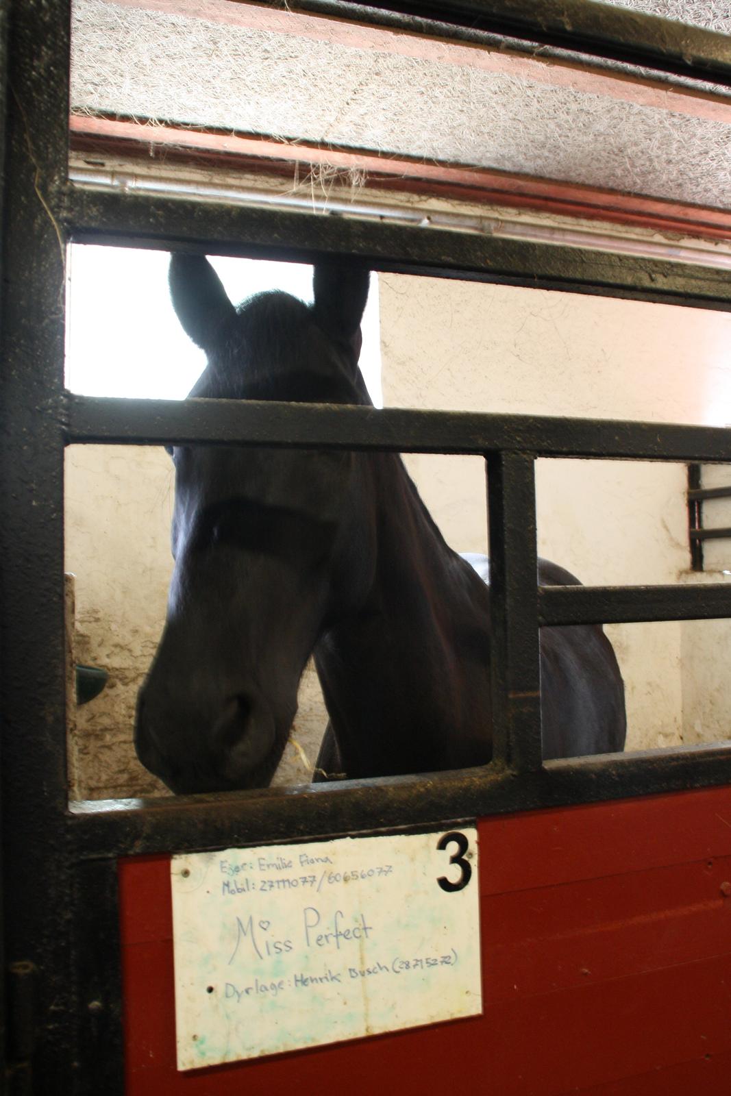 Tømmerup Sportsrideklub billede 6