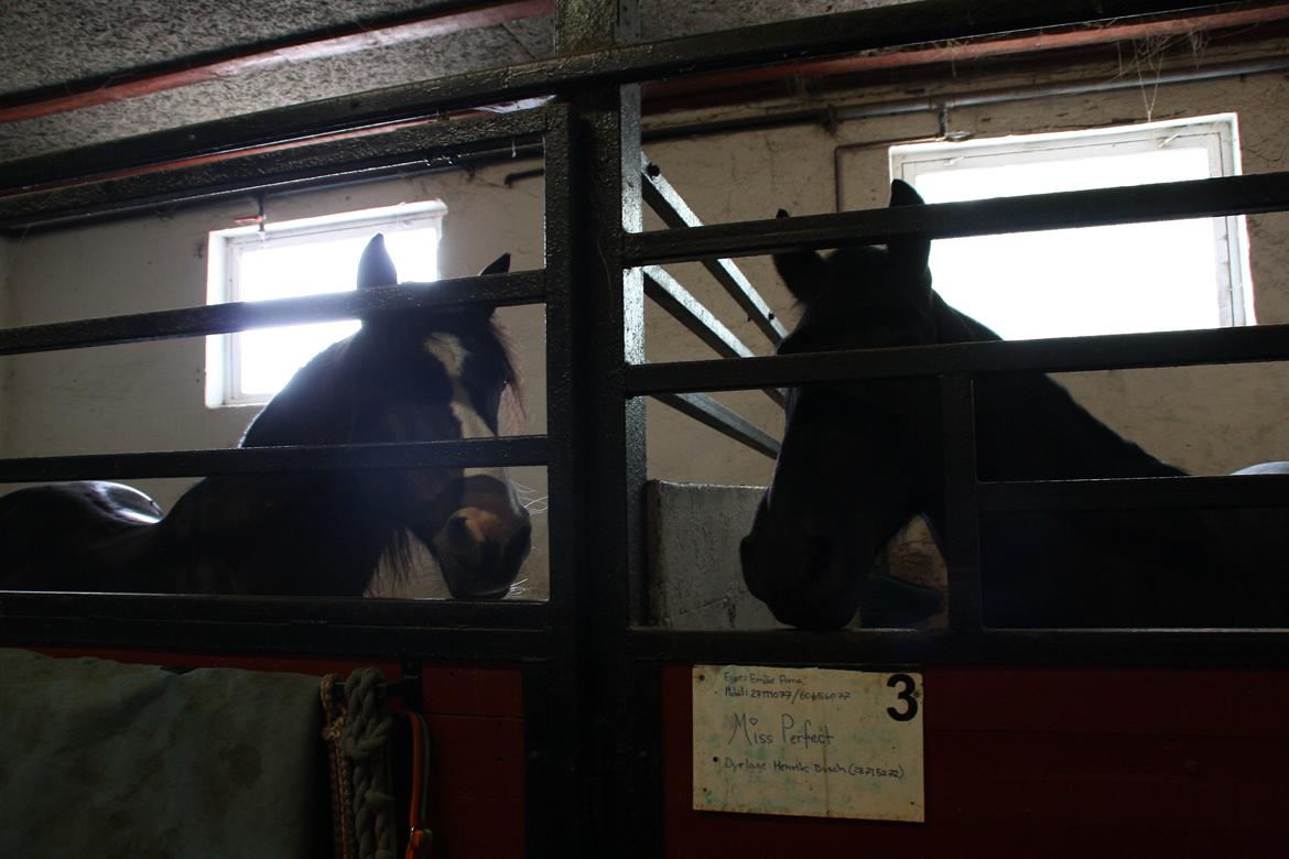 Tømmerup Sportsrideklub billede 7