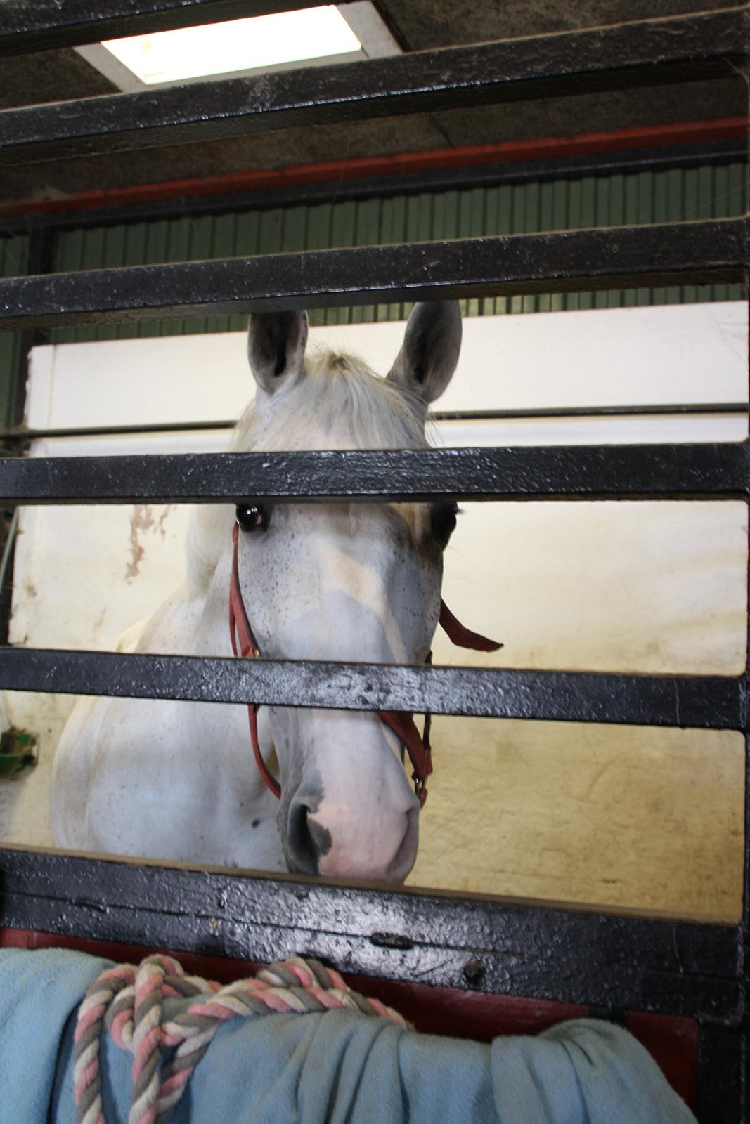 Tømmerup Sportsrideklub billede 8