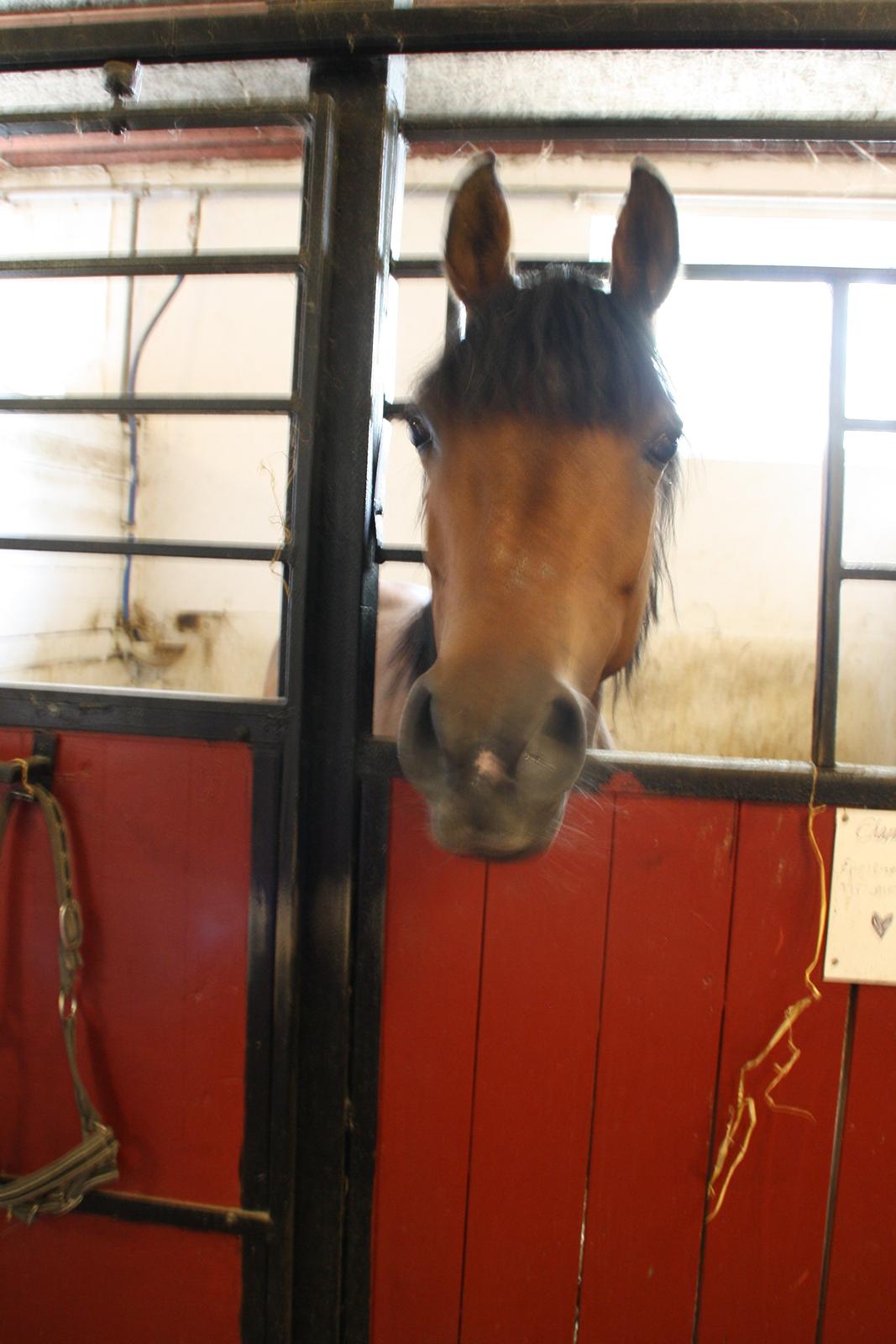 Tømmerup Sportsrideklub billede 9