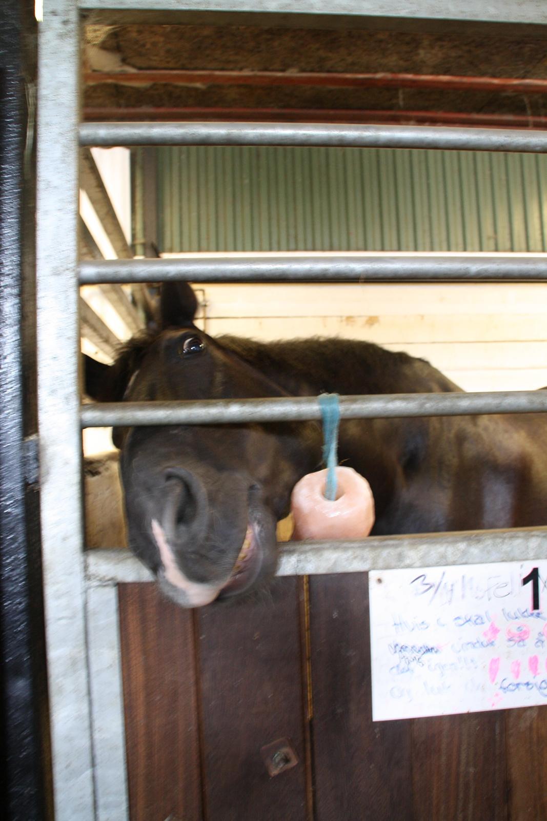 Tømmerup Sportsrideklub billede 10