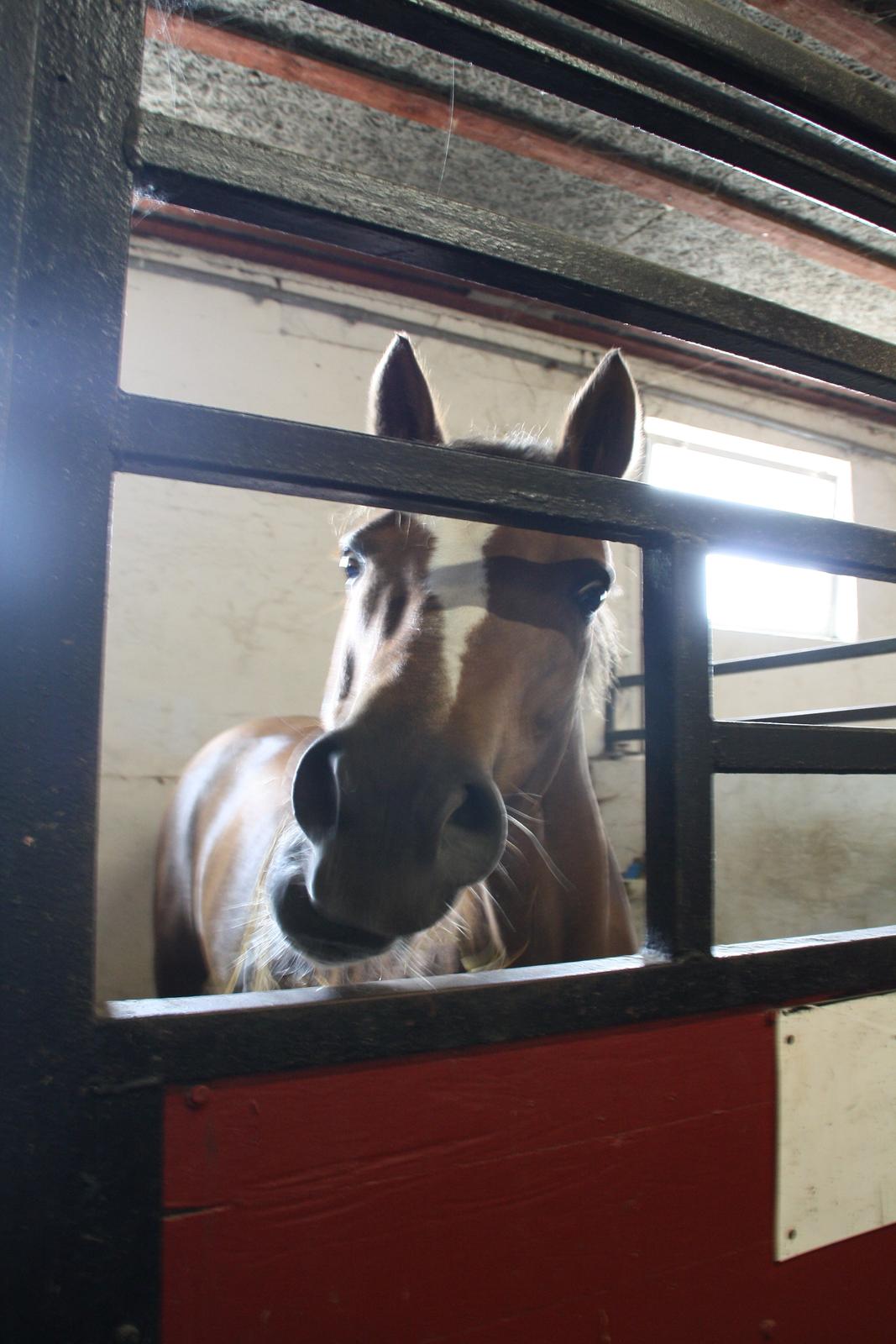 Tømmerup Sportsrideklub billede 11