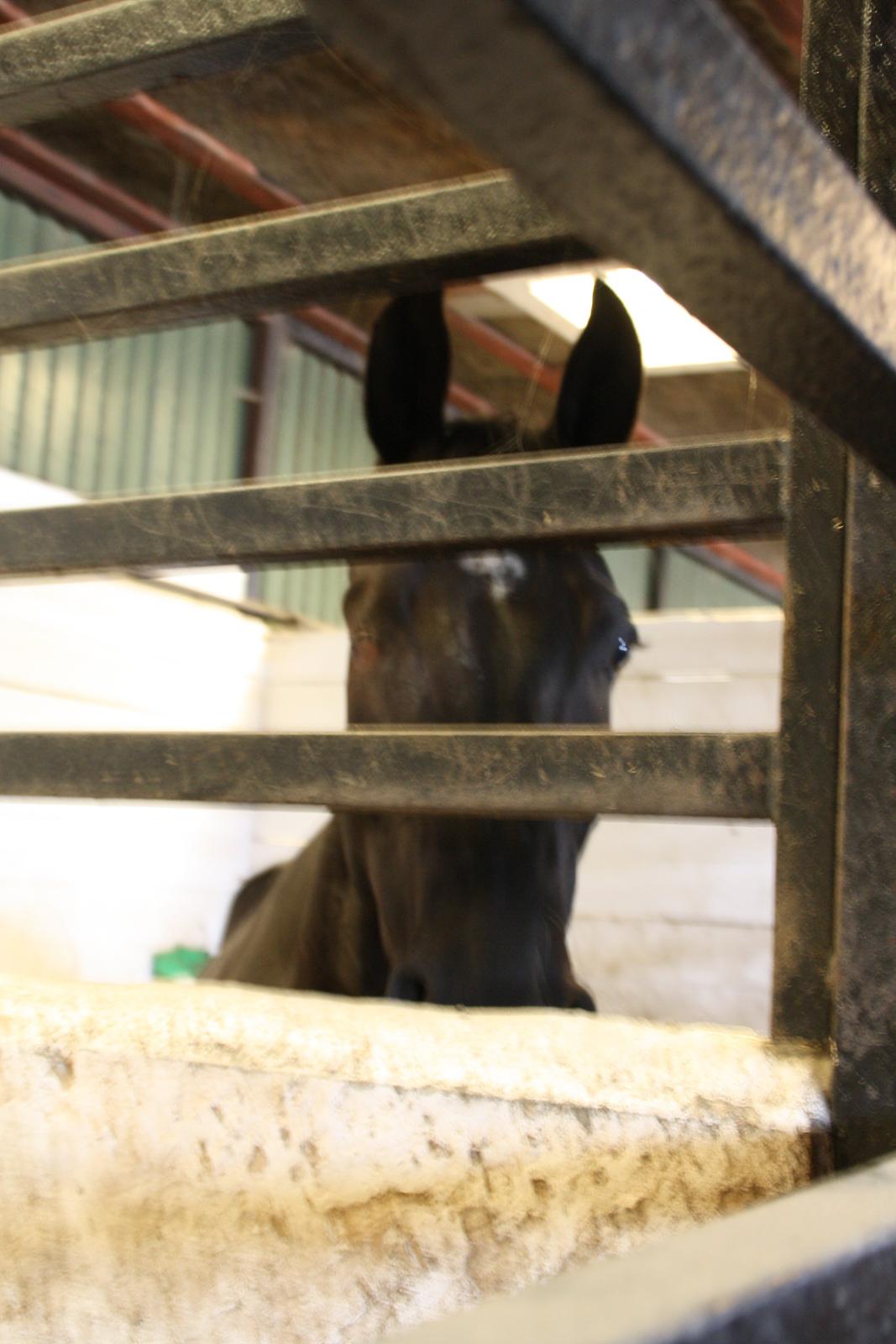 Tømmerup Sportsrideklub billede 12