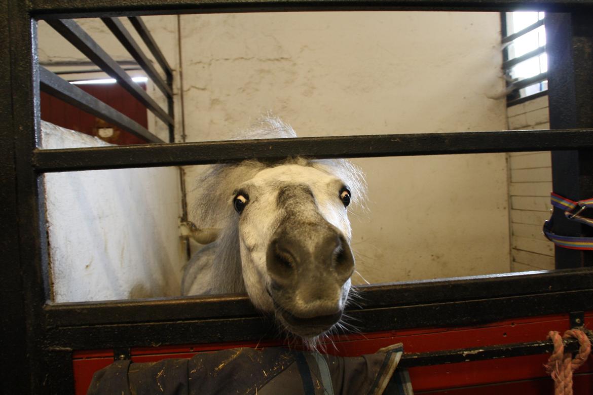 Tømmerup Sportsrideklub billede 13