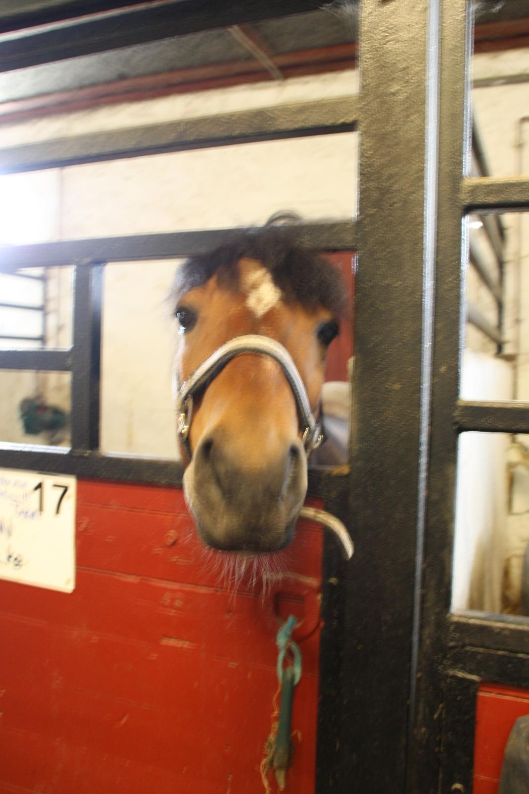 Tømmerup Sportsrideklub billede 14