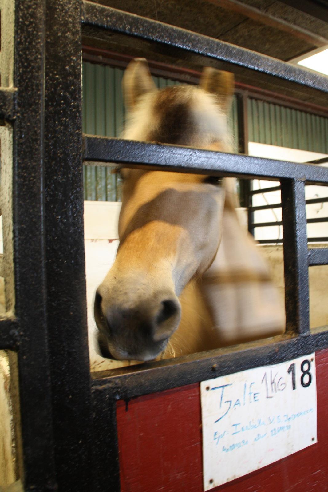 Tømmerup Sportsrideklub billede 15