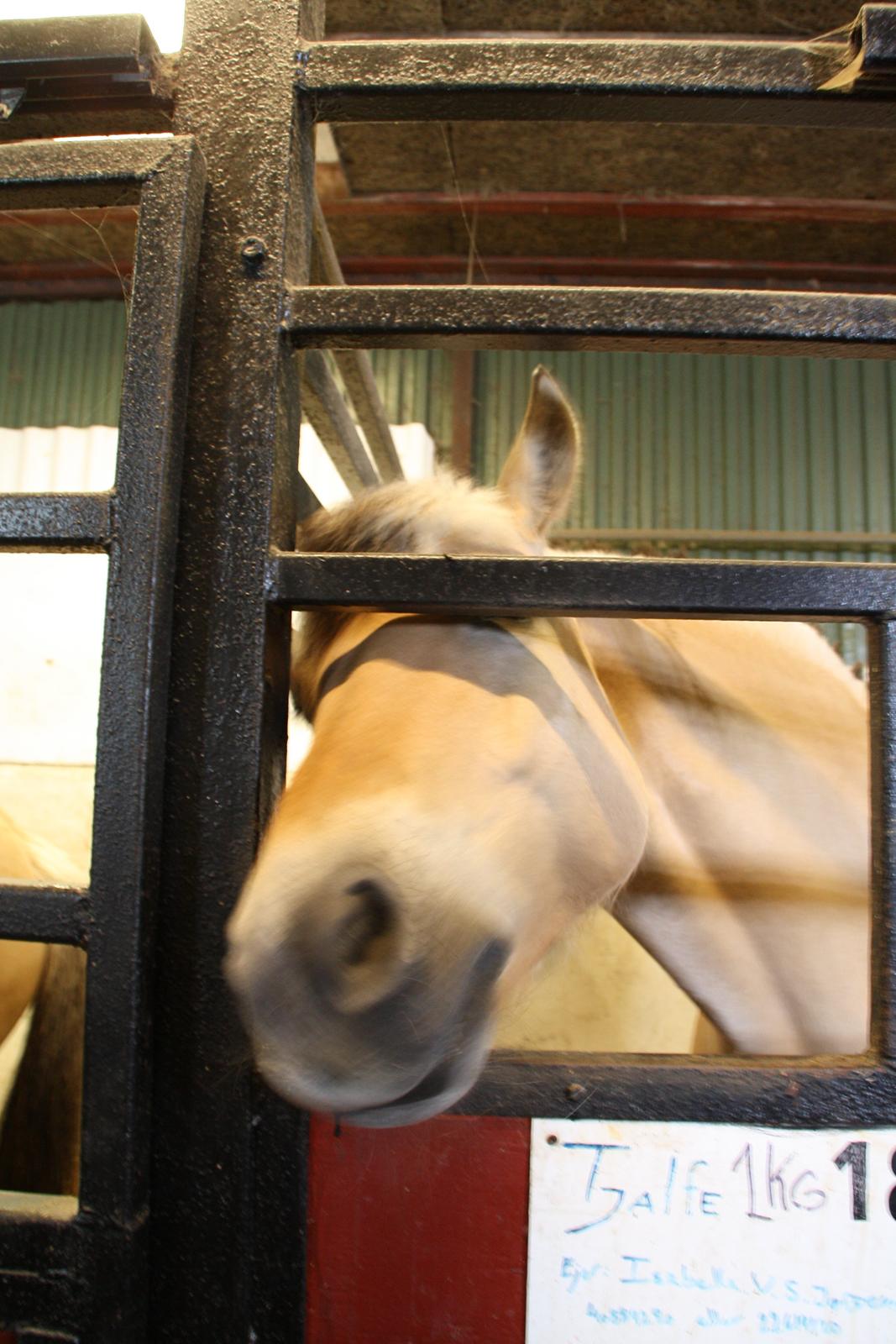 Tømmerup Sportsrideklub billede 16