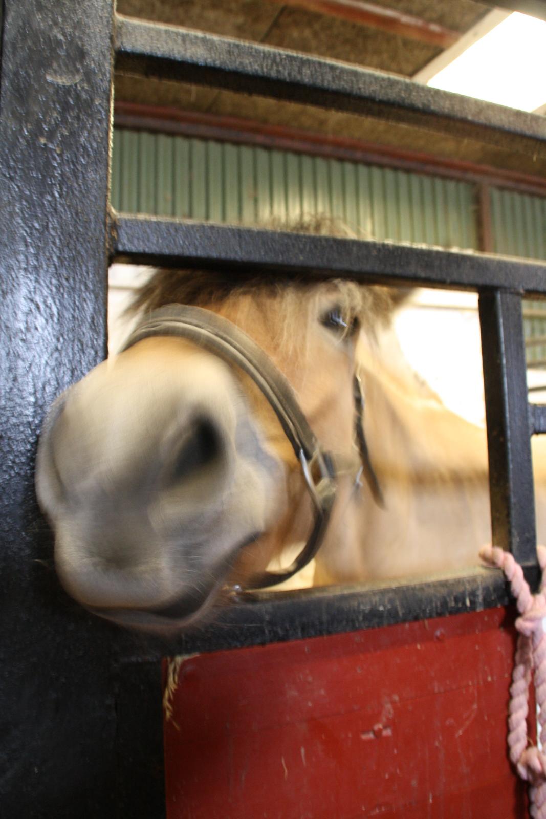 Tømmerup Sportsrideklub billede 17