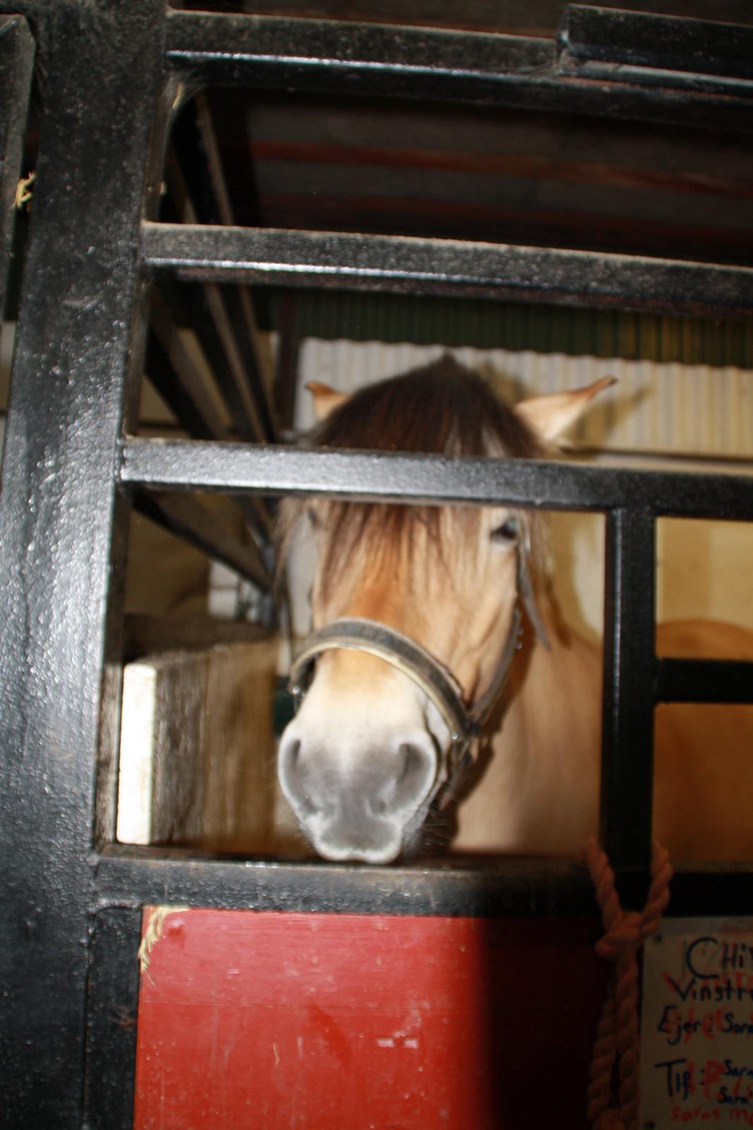 Tømmerup Sportsrideklub billede 18