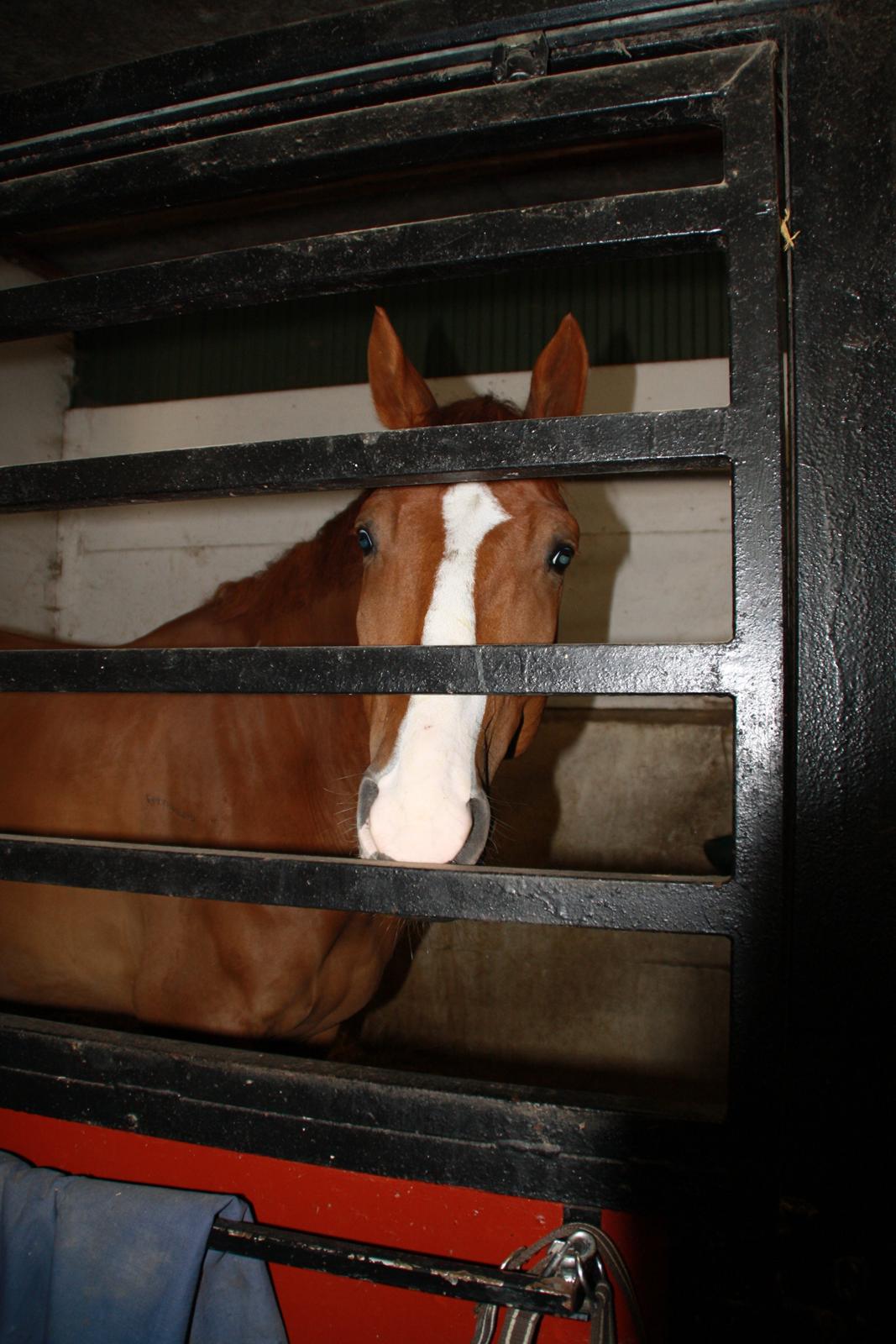 Tømmerup Sportsrideklub billede 19