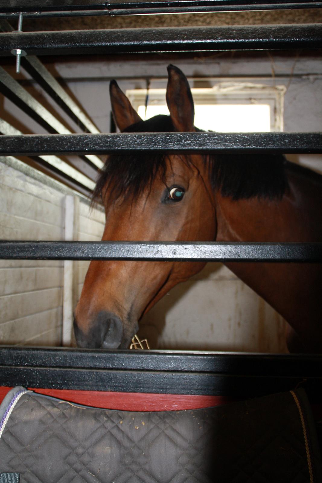 Tømmerup Sportsrideklub billede 20