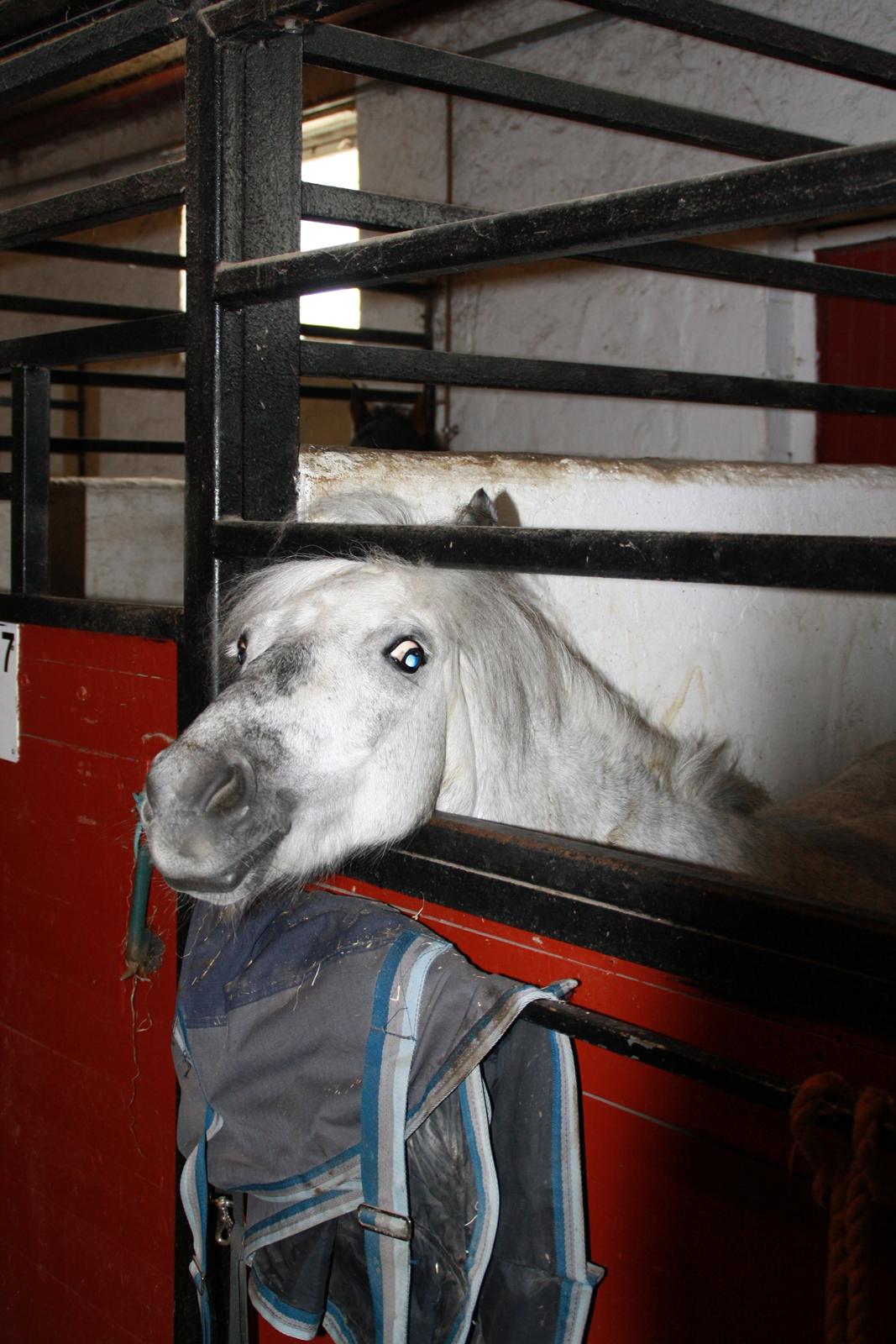 Tømmerup Sportsrideklub billede 21