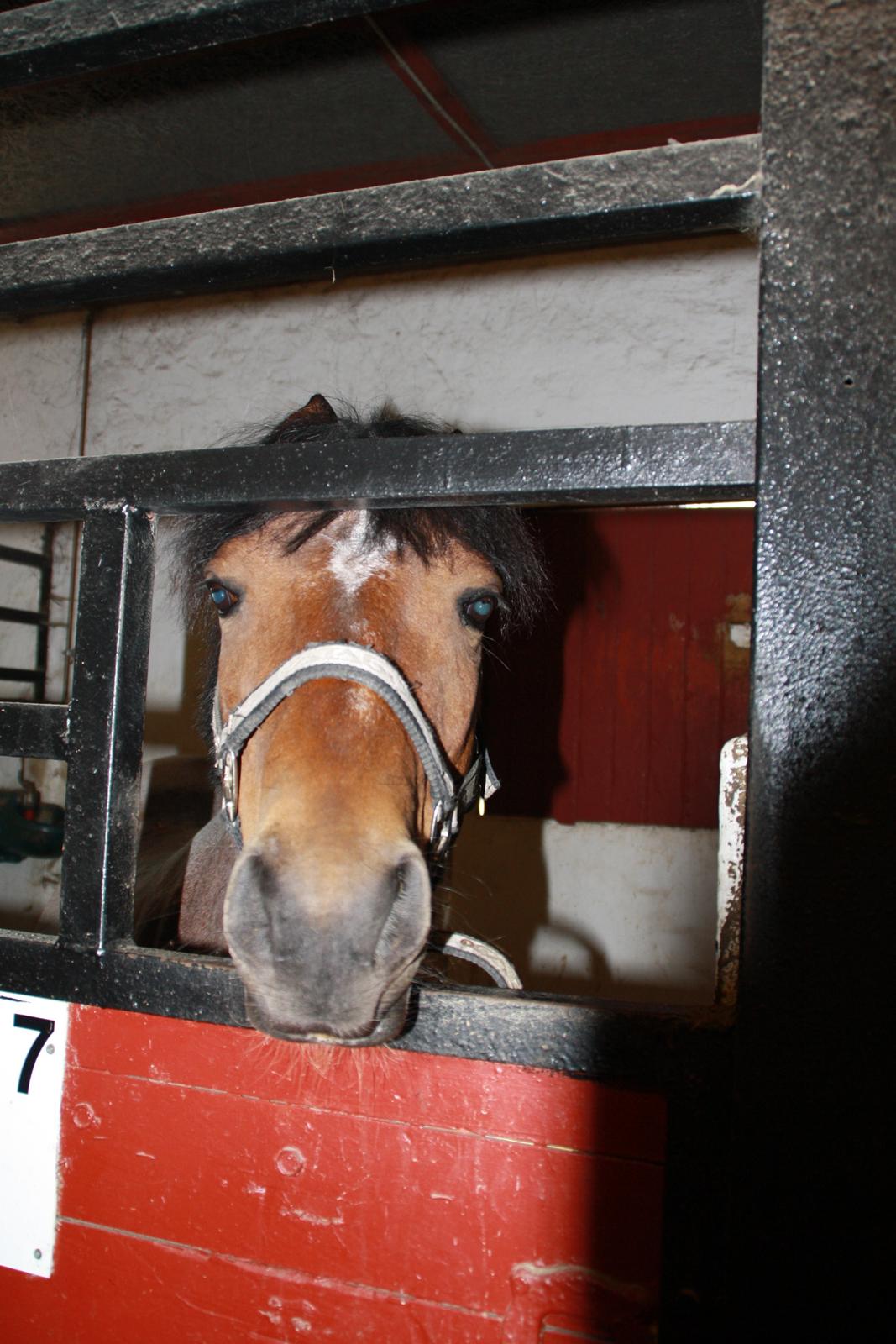 Tømmerup Sportsrideklub billede 22