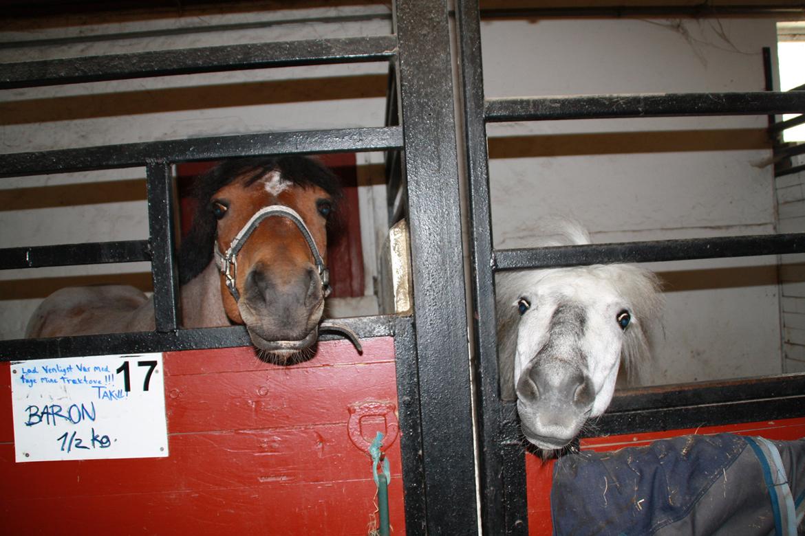 Tømmerup Sportsrideklub billede 23