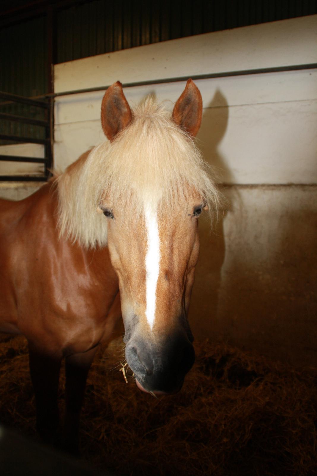 Tømmerup Sportsrideklub billede 24