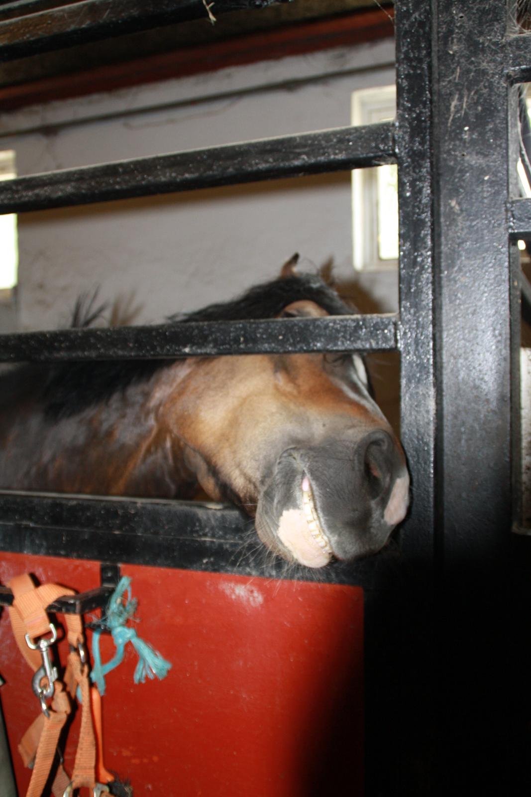 Tømmerup Sportsrideklub billede 25