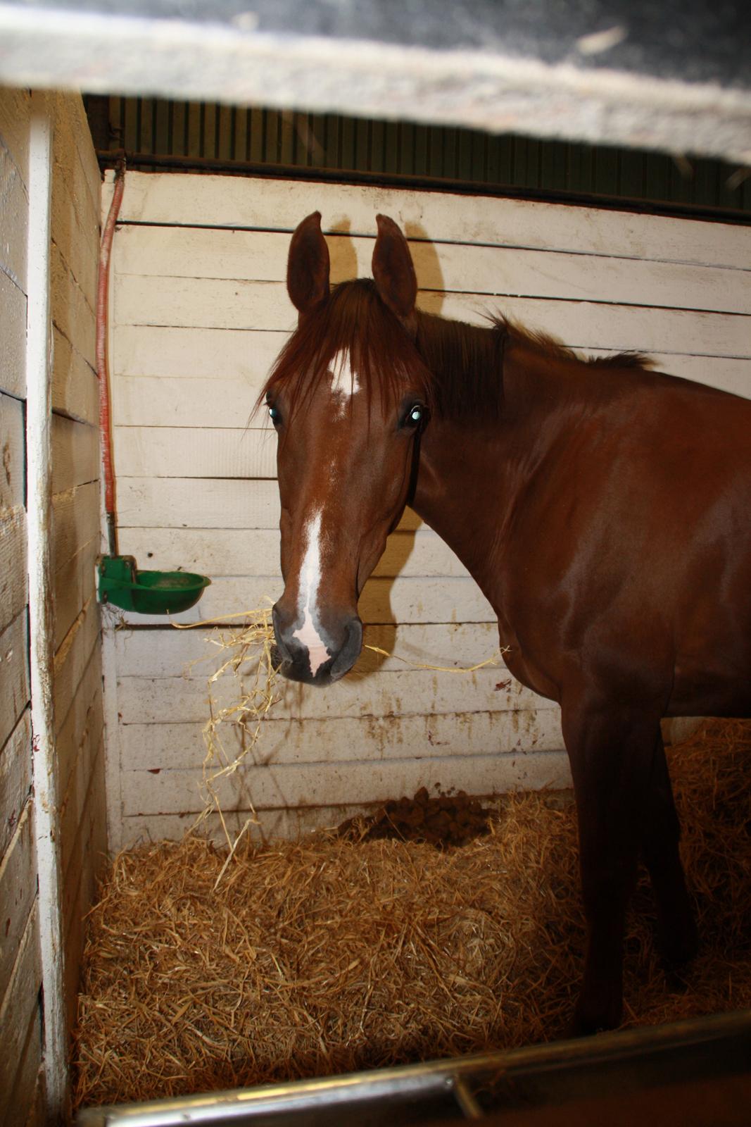 Tømmerup Sportsrideklub billede 26