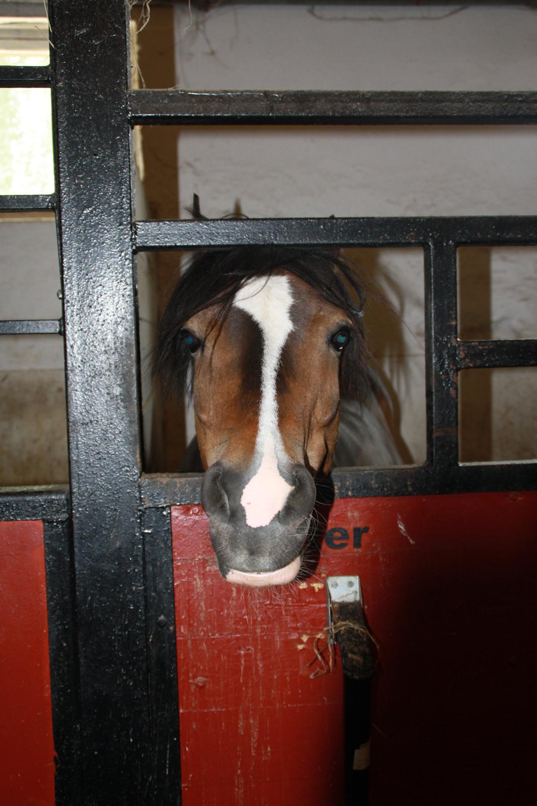 Tømmerup Sportsrideklub billede 27