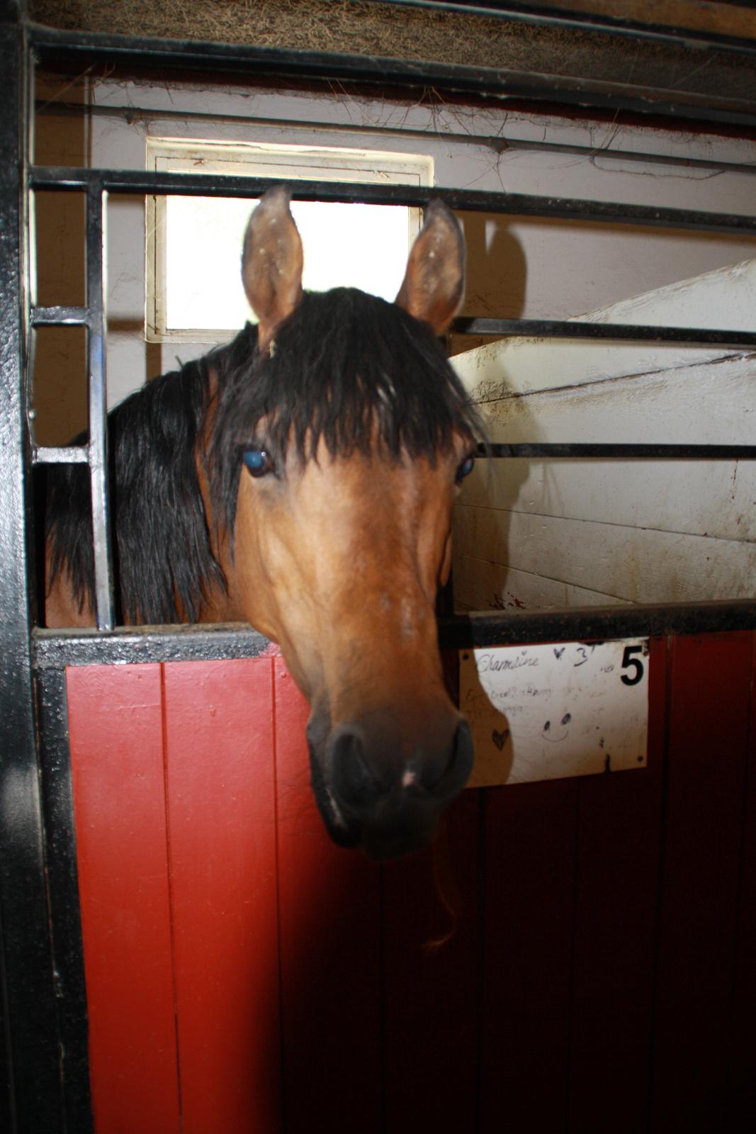 Tømmerup Sportsrideklub billede 28