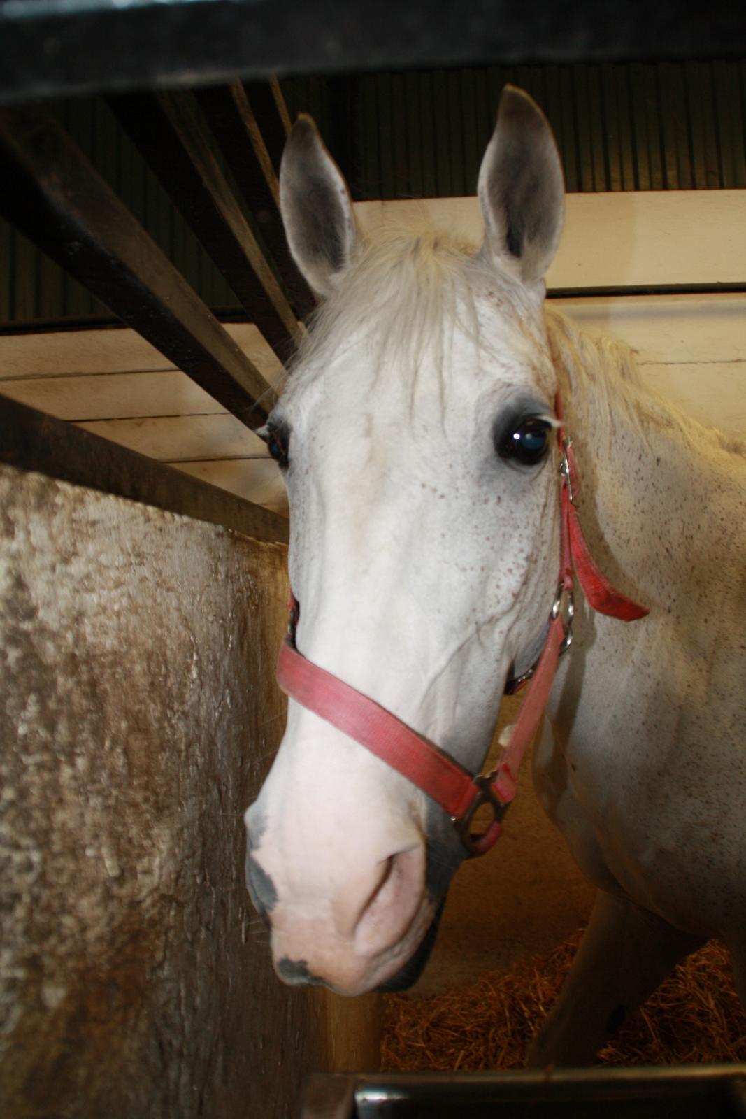 Tømmerup Sportsrideklub billede 29