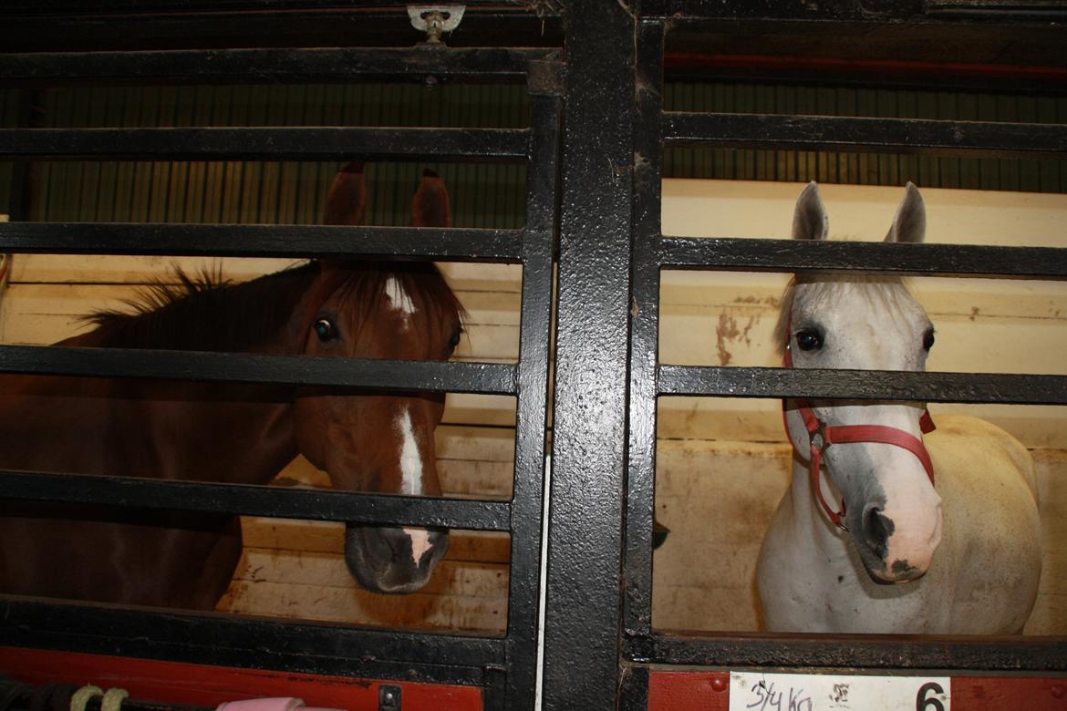 Tømmerup Sportsrideklub billede 30