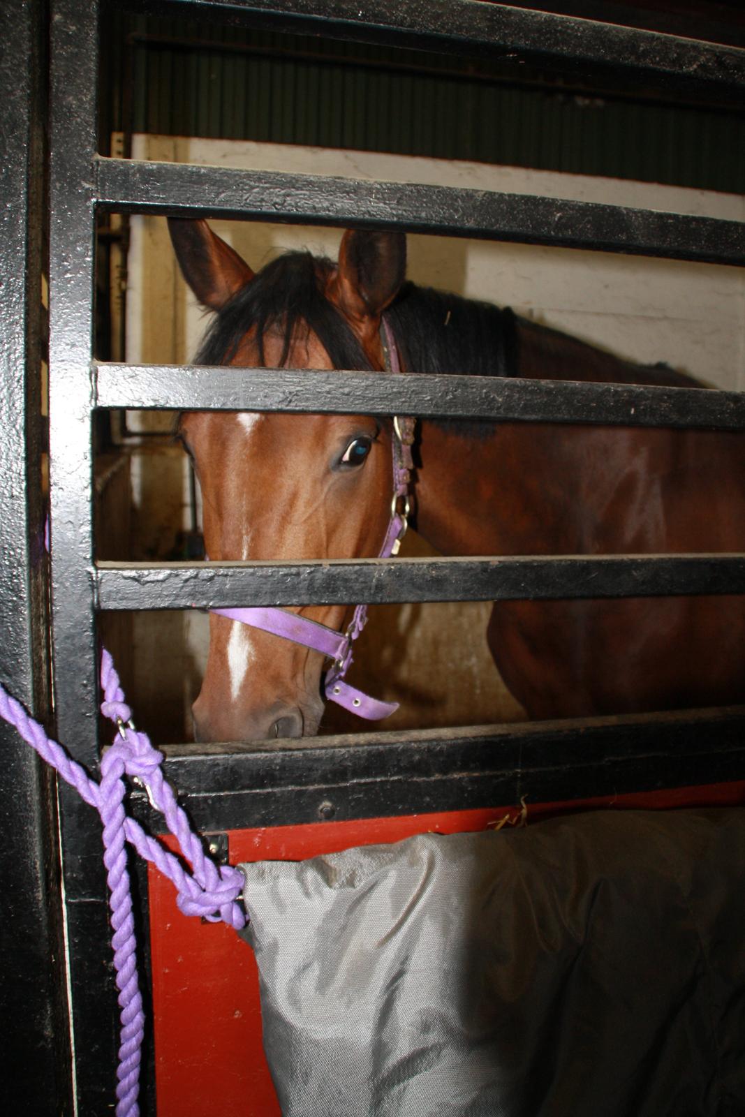 Tømmerup Sportsrideklub billede 31