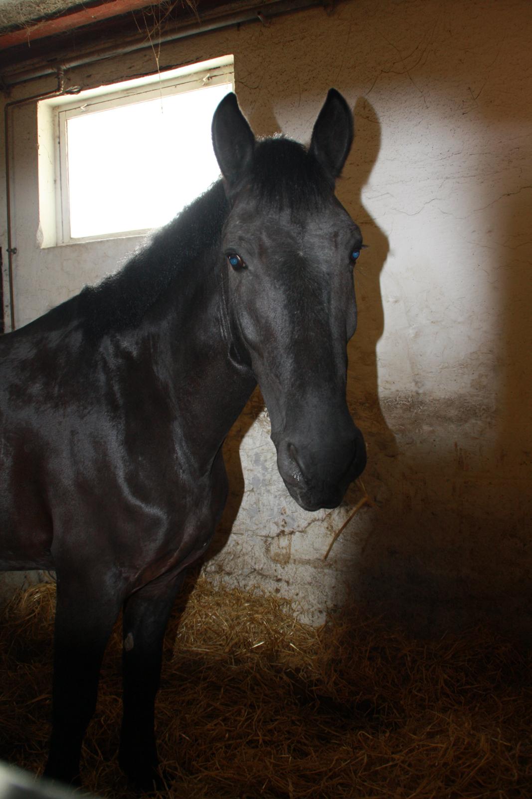 Tømmerup Sportsrideklub billede 32