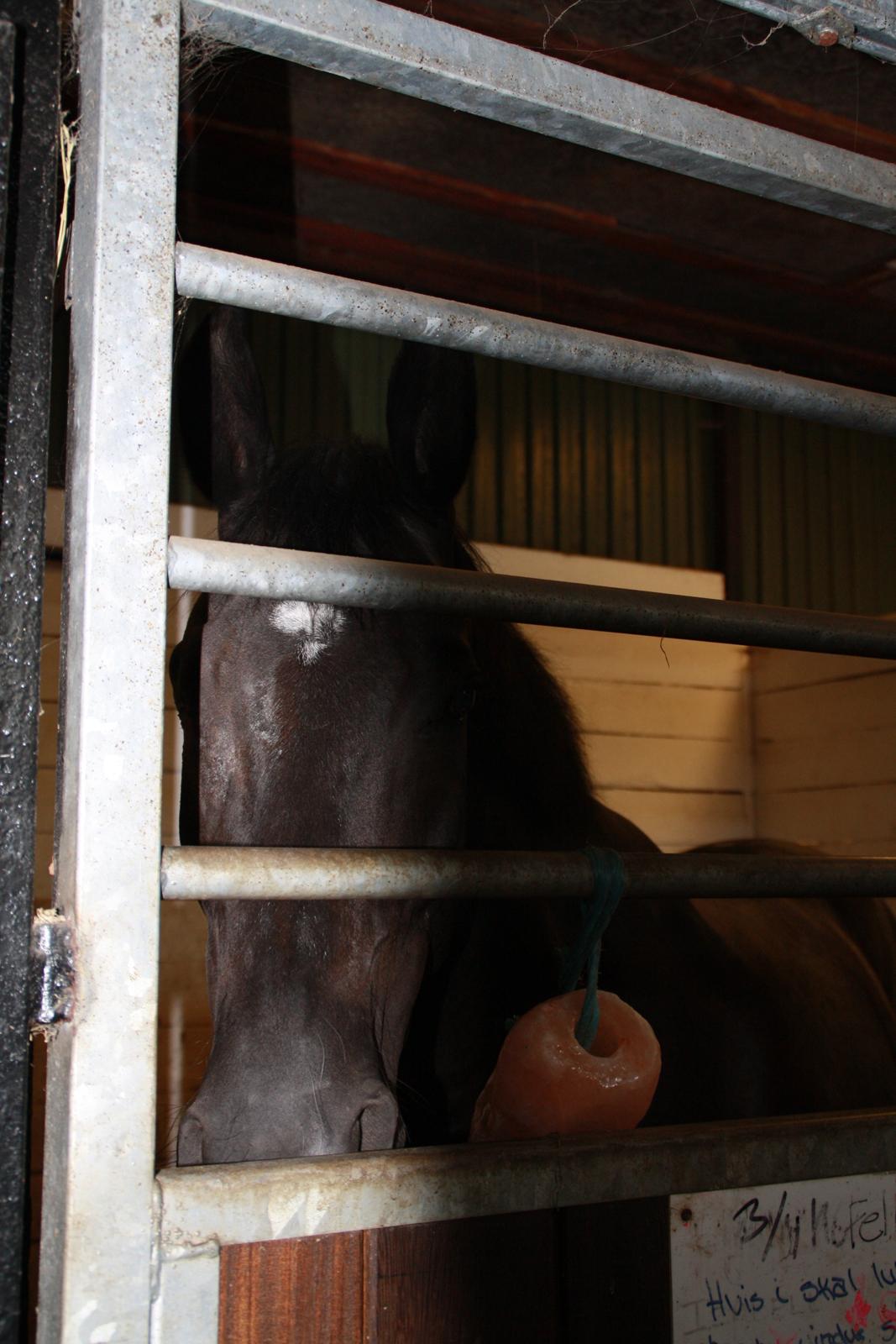 Tømmerup Sportsrideklub billede 33