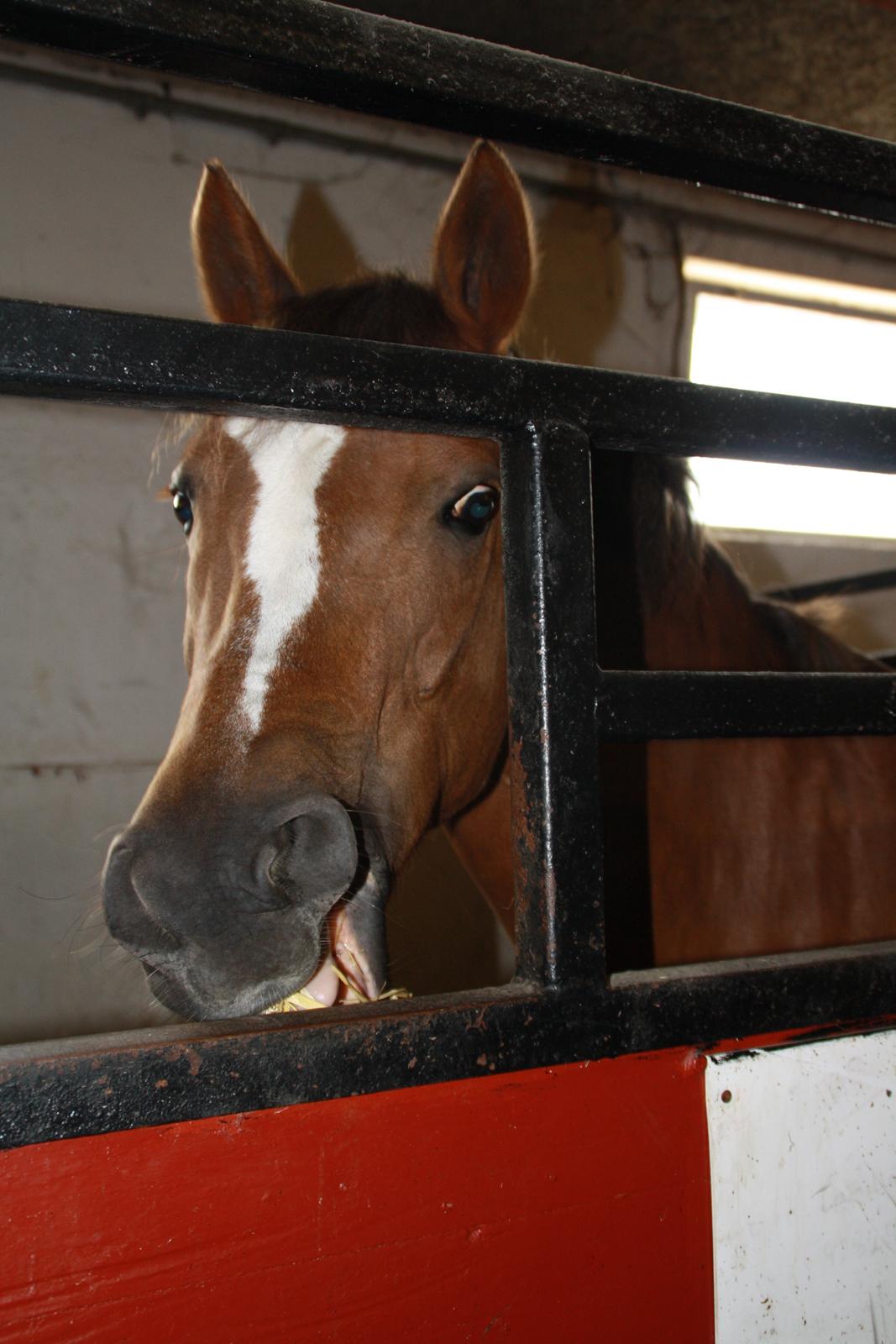 Tømmerup Sportsrideklub billede 34