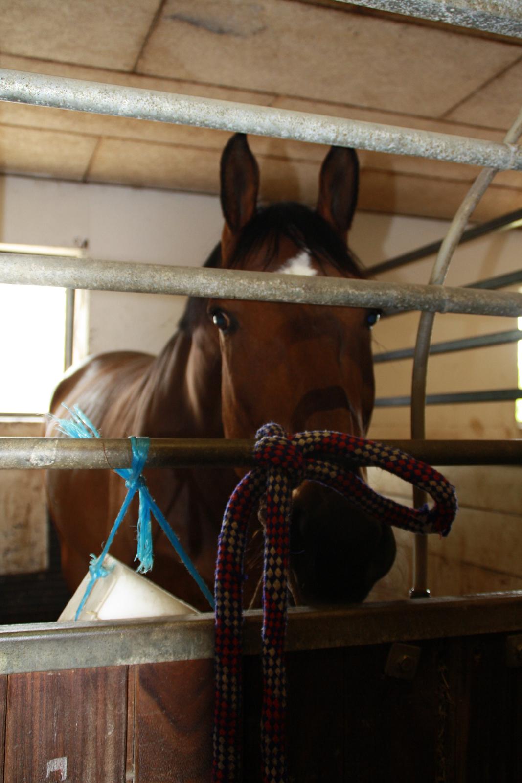 Tømmerup Sportsrideklub billede 35