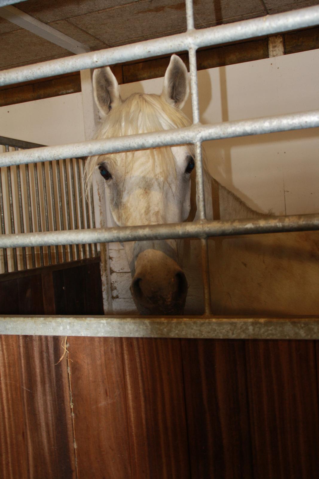 Tømmerup Sportsrideklub billede 36