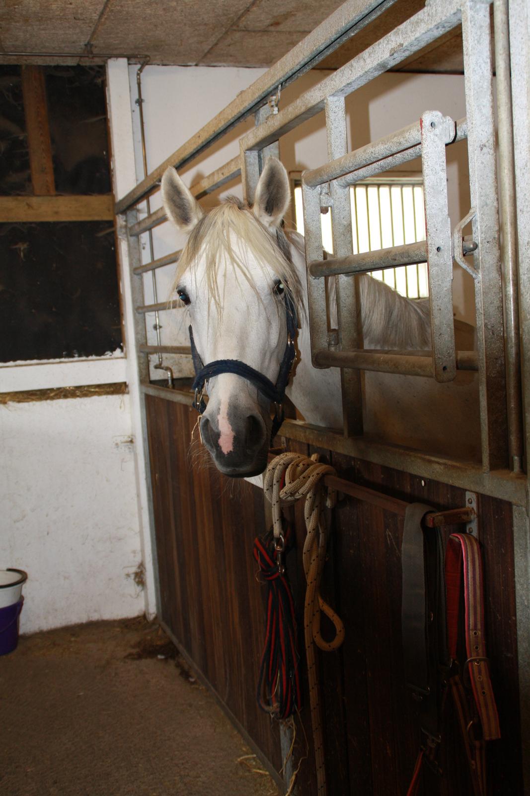 Tømmerup Sportsrideklub billede 37