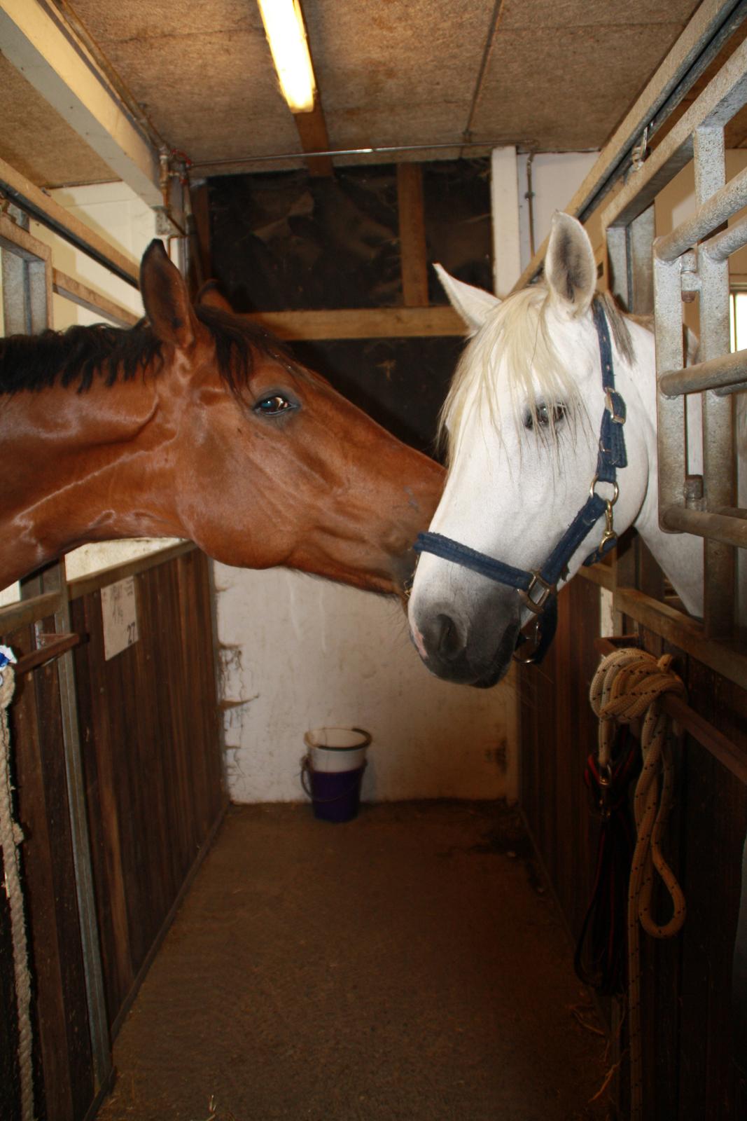 Tømmerup Sportsrideklub billede 38