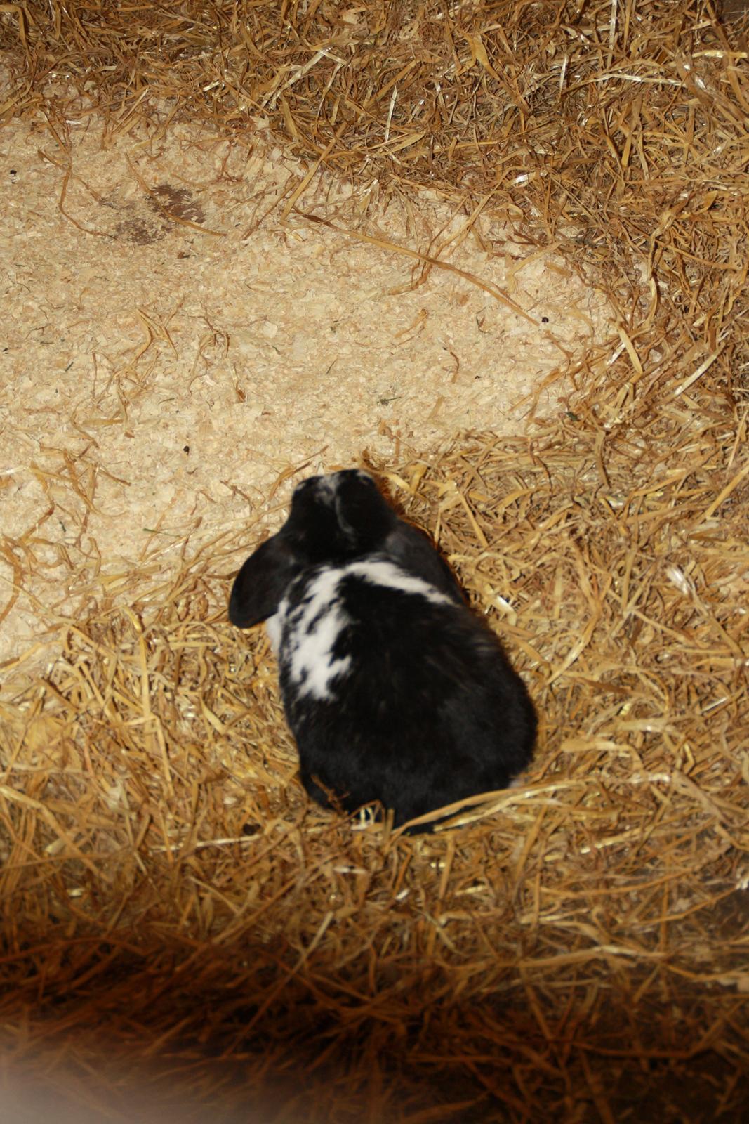 Tømmerup Sportsrideklub billede 39