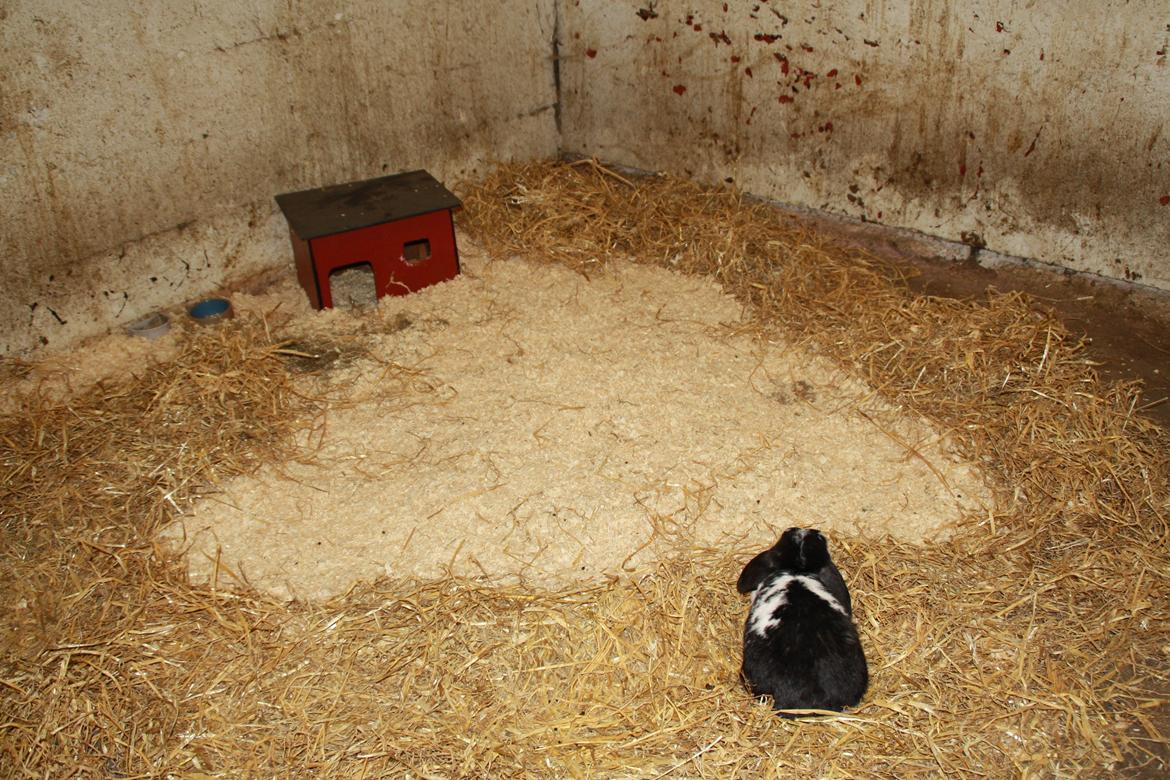 Tømmerup Sportsrideklub billede 40