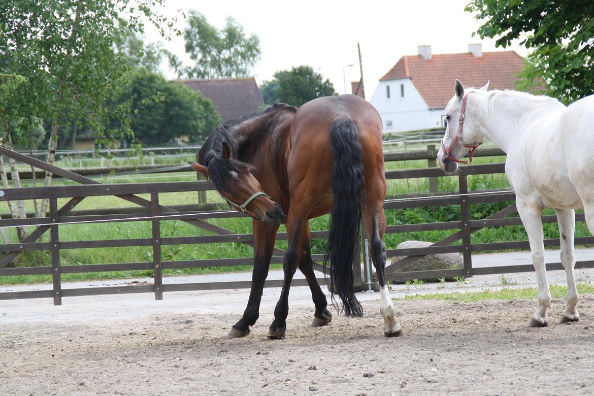 Tømmerup Sportsrideklub billede 41