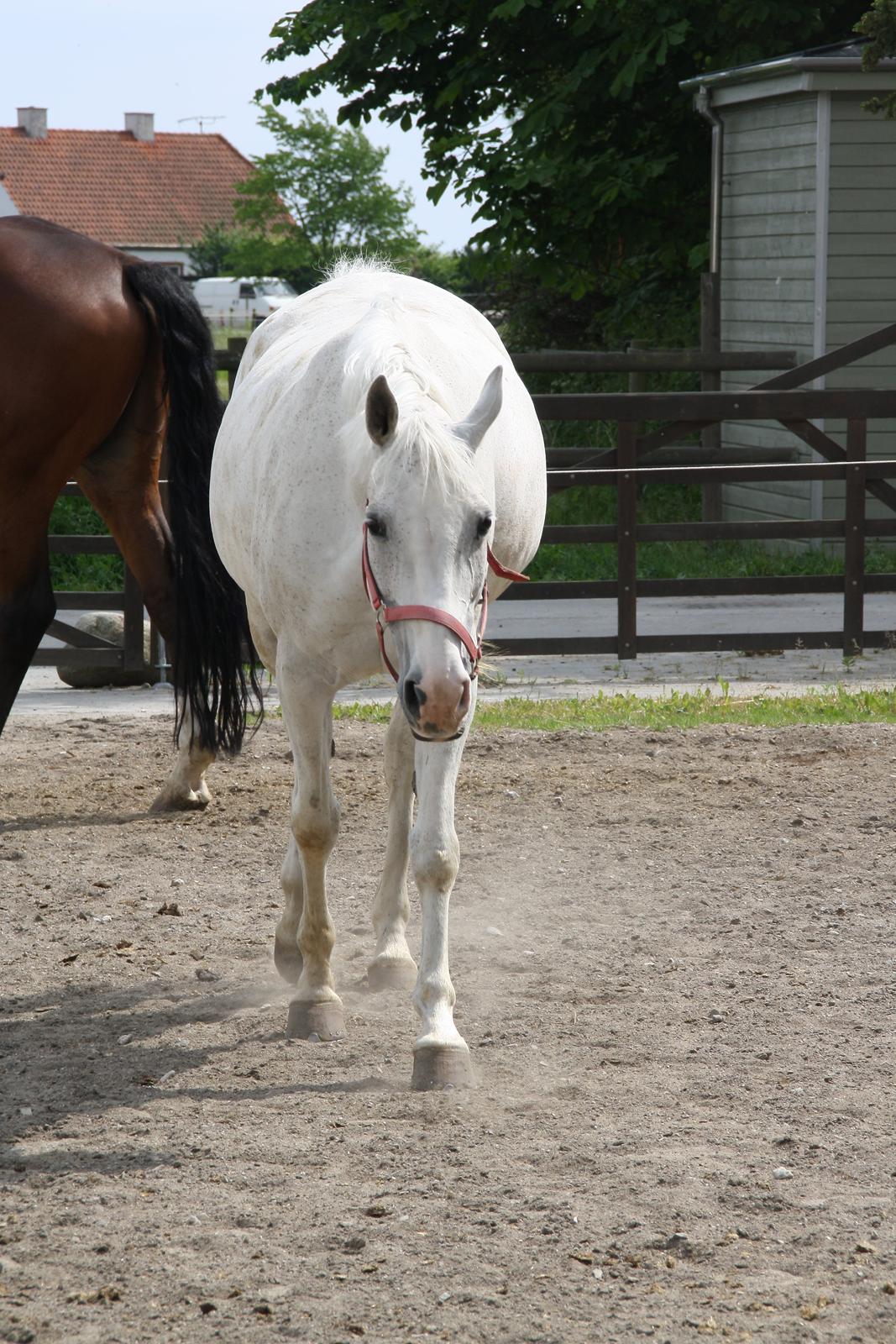 Tømmerup Sportsrideklub billede 42