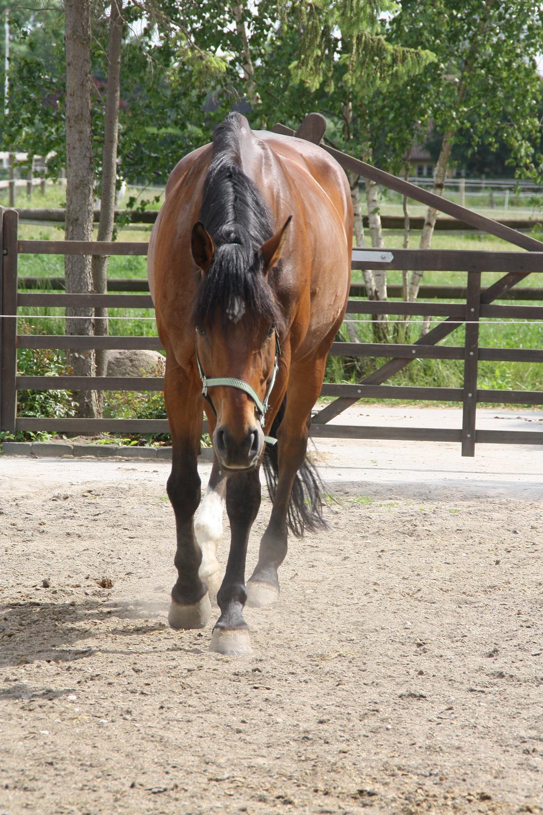 Tømmerup Sportsrideklub billede 43