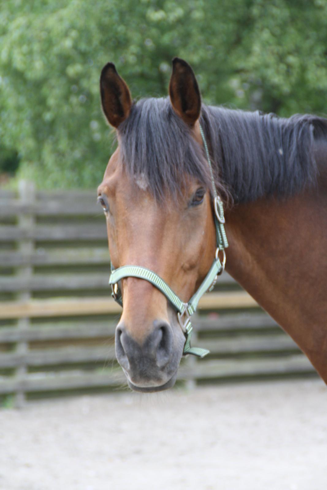 Tømmerup Sportsrideklub billede 44