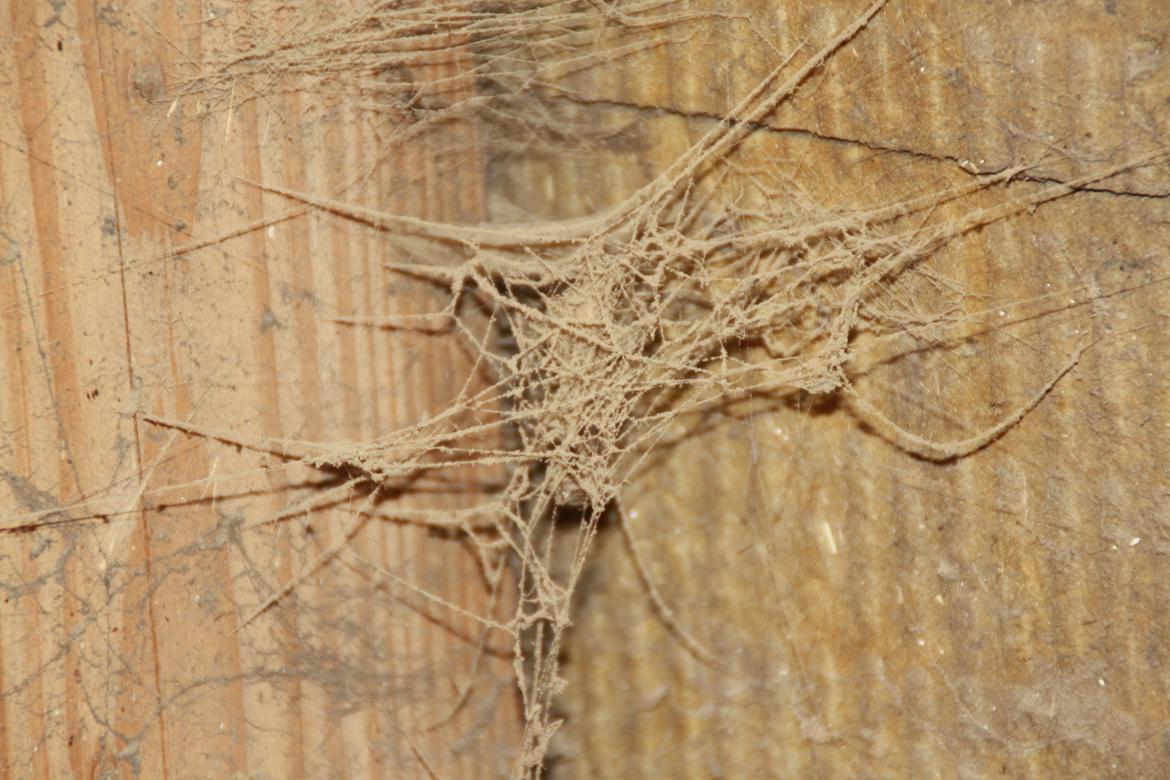 Tømmerup Sportsrideklub billede 45